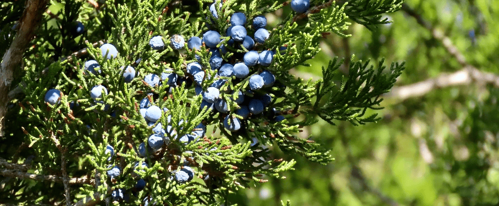 berries on cedar tree