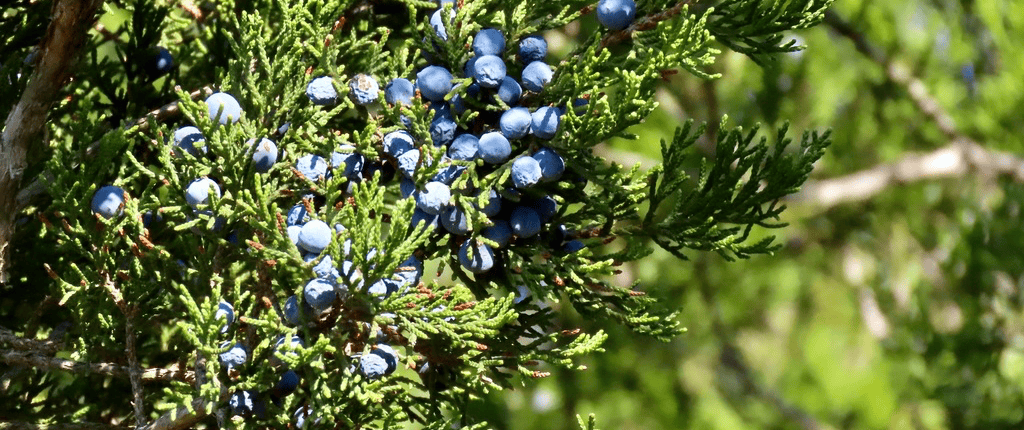 berries on cedar tree