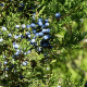berries on cedar tree