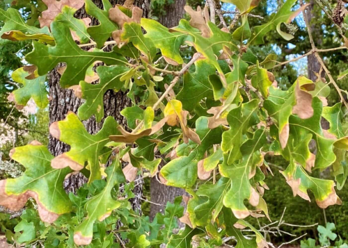 leaves with brown and yellow spotting, symptoms of oak wilt