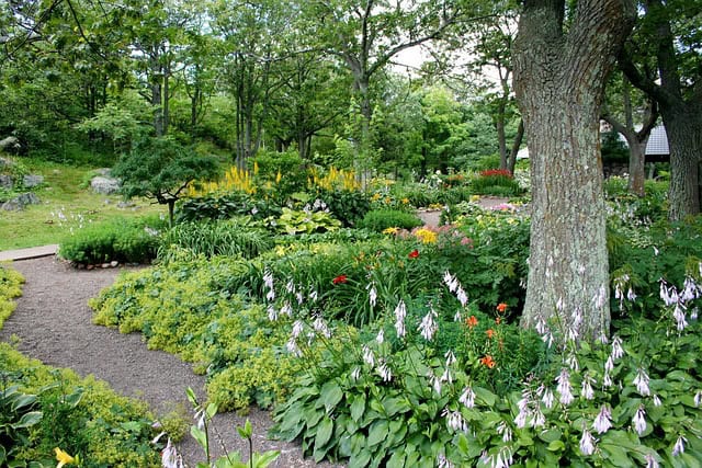 native plants around root of tree